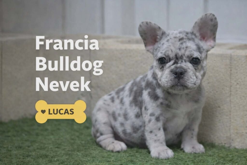 francia bulldog nevek – aranyos francia bulldog kiskutya