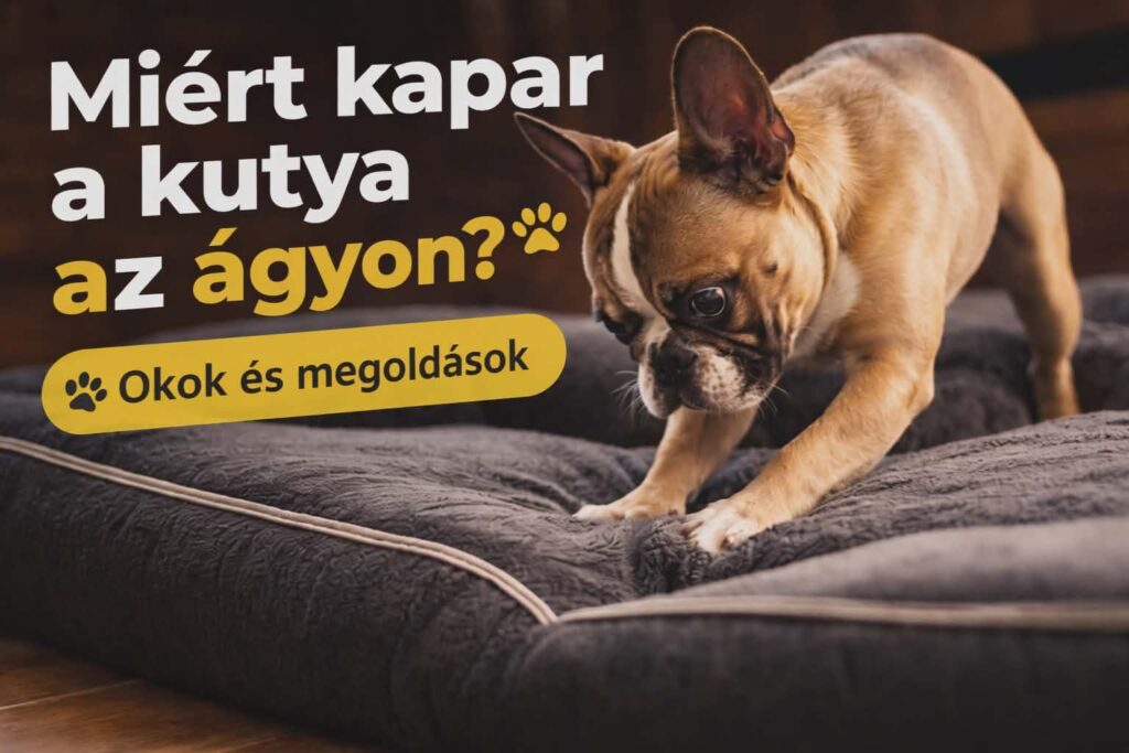 miért kapar a kutya az ágyon francia bulldog viselkedés magyarázat