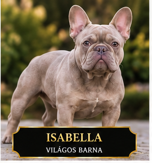 Isabella francia bulldog Isabella francia bulldog világos hígított barnás taupe szőrzettel