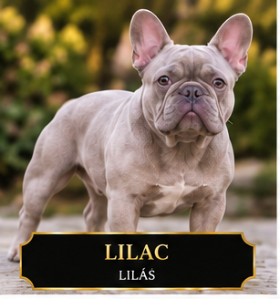 Lilac francia bulldog Lilac francia bulldog világos szürkés lilás taupe szőrzettel