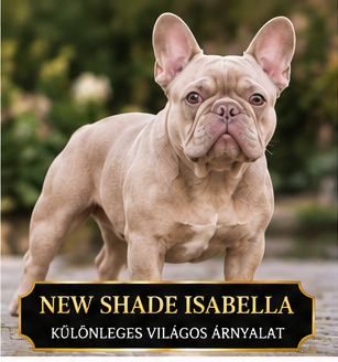 New Shade Isabella francia bulldog New Shade Isabella francia bulldog különleges világos barna szőrzettel