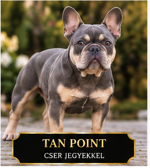 Tan point francia bulldog Tan point francia bulldog jellegzetes barna cser jegyekkel