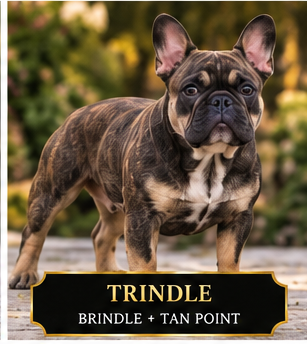 Trindle francia bulldog Trindle francia bulldog tan point és brindle mintázat kombinációjával